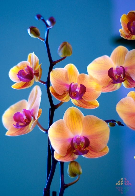Phalaenopsis Orkide Çiçeği Bakımı